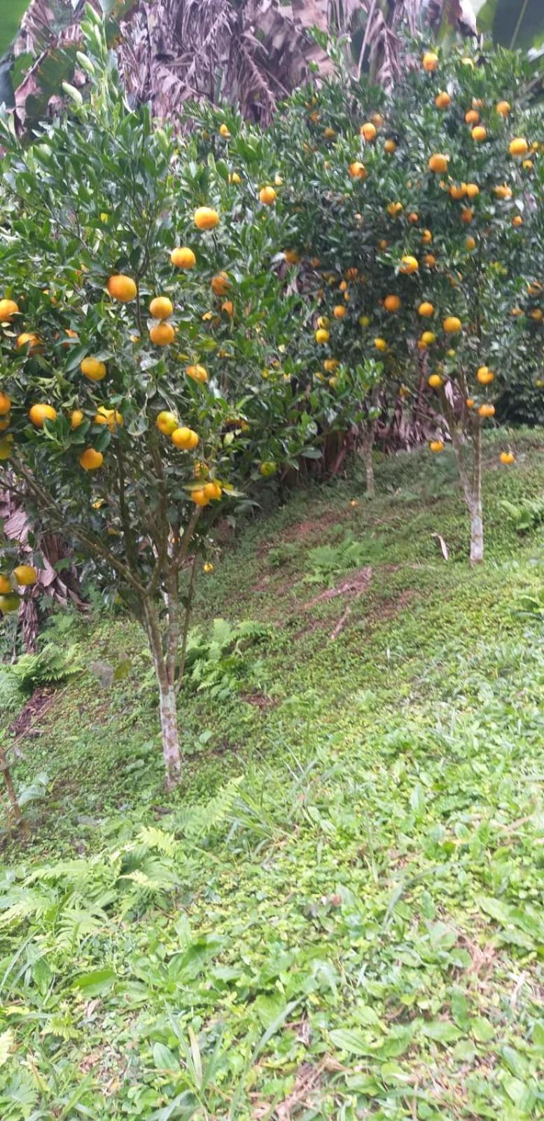 Fazenda Piloes Villa Petropolis  Ngoại thất bức ảnh