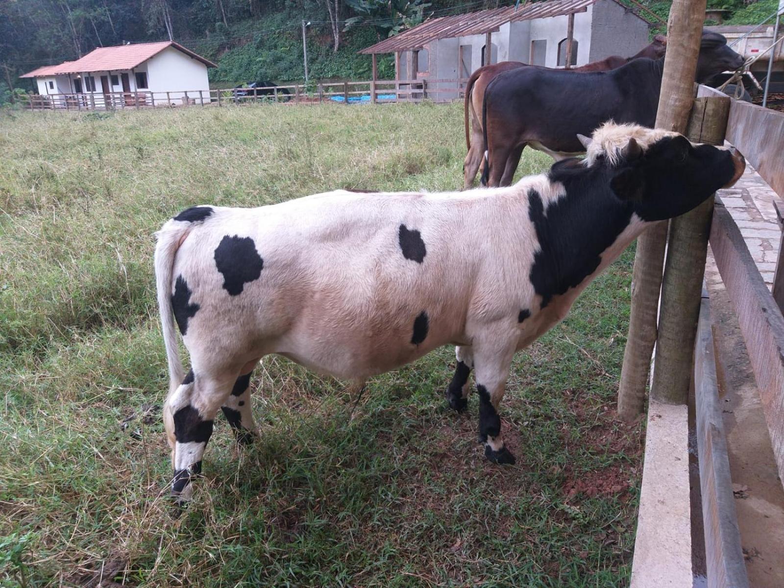 Fazenda Piloes Villa Petropolis  Ngoại thất bức ảnh