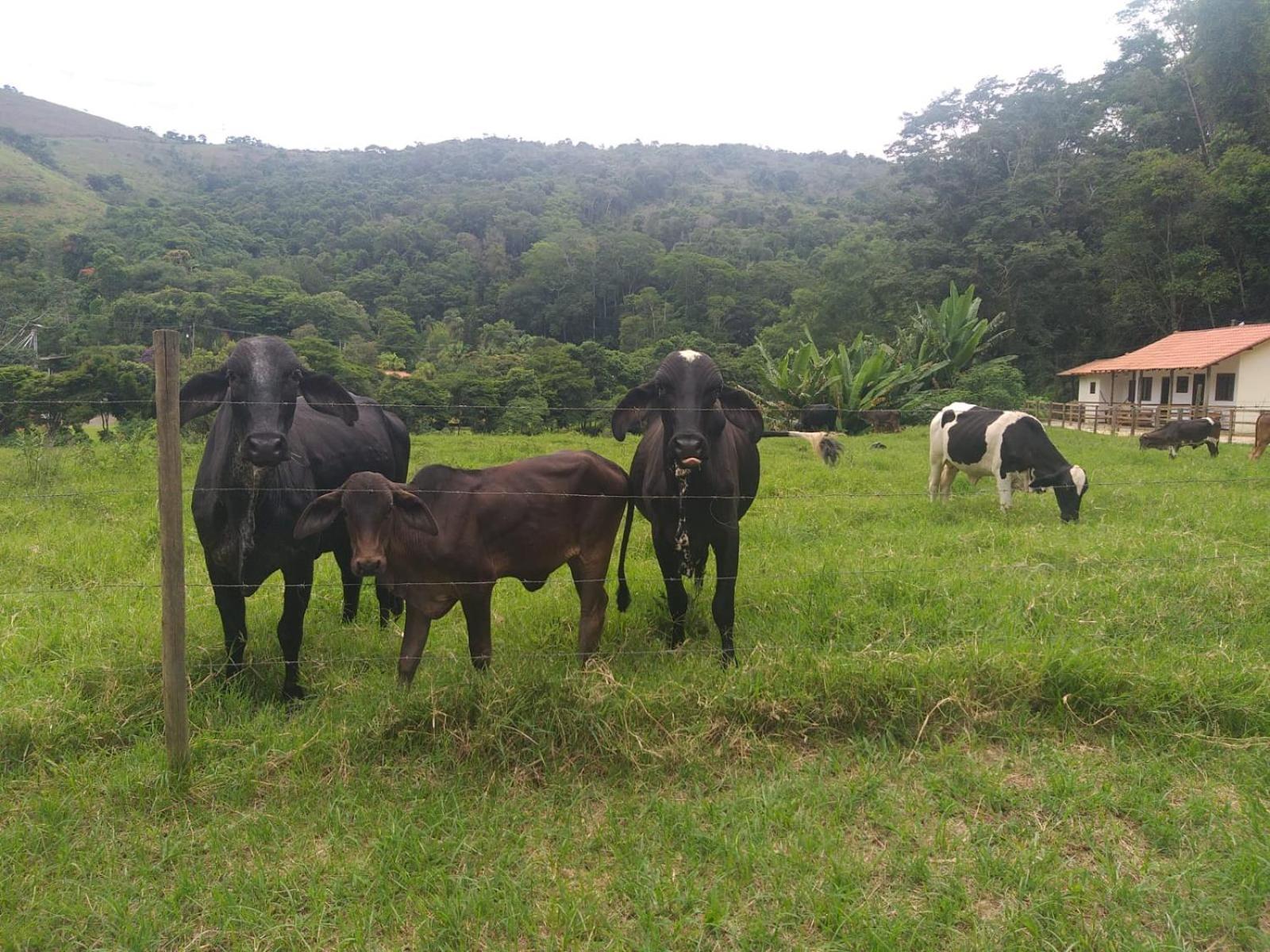 Fazenda Piloes Villa Petropolis  Ngoại thất bức ảnh