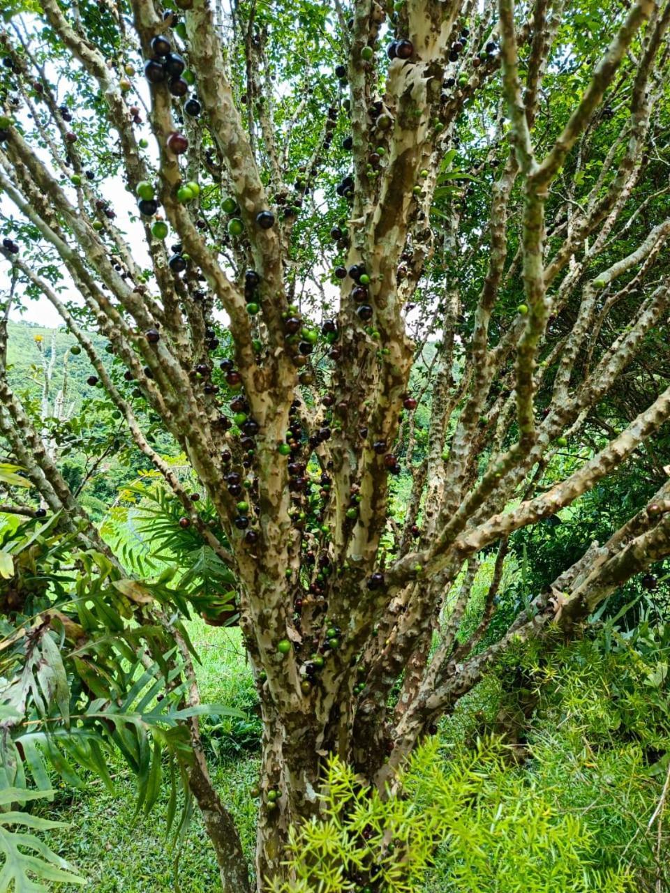 Fazenda Piloes Villa Petropolis  Ngoại thất bức ảnh